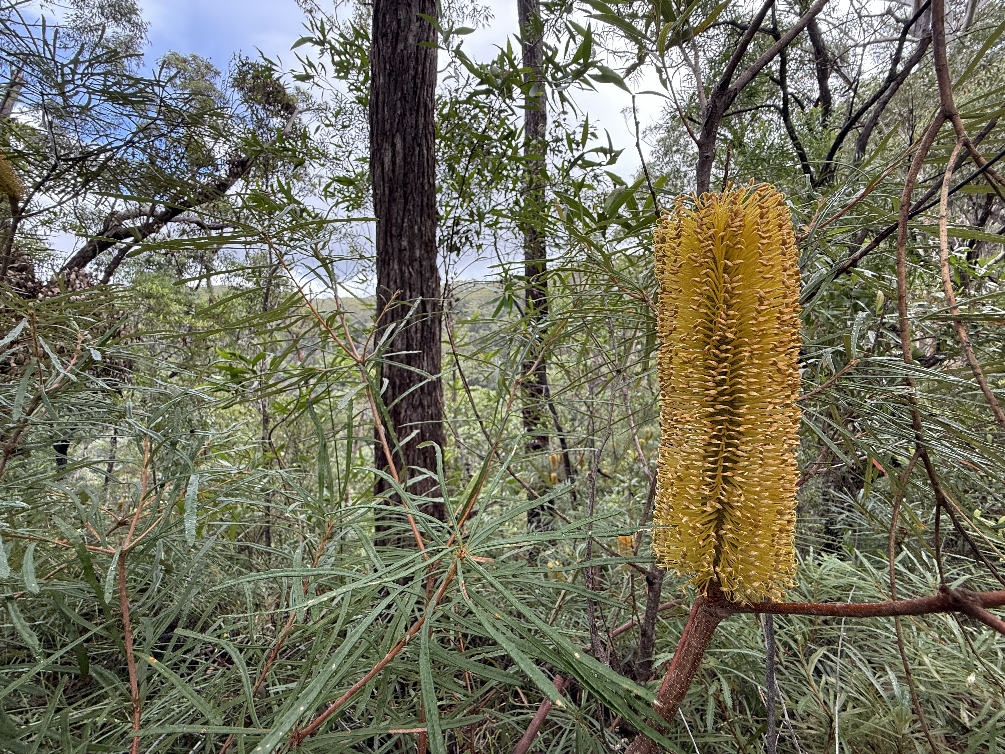 Verdant IM Background